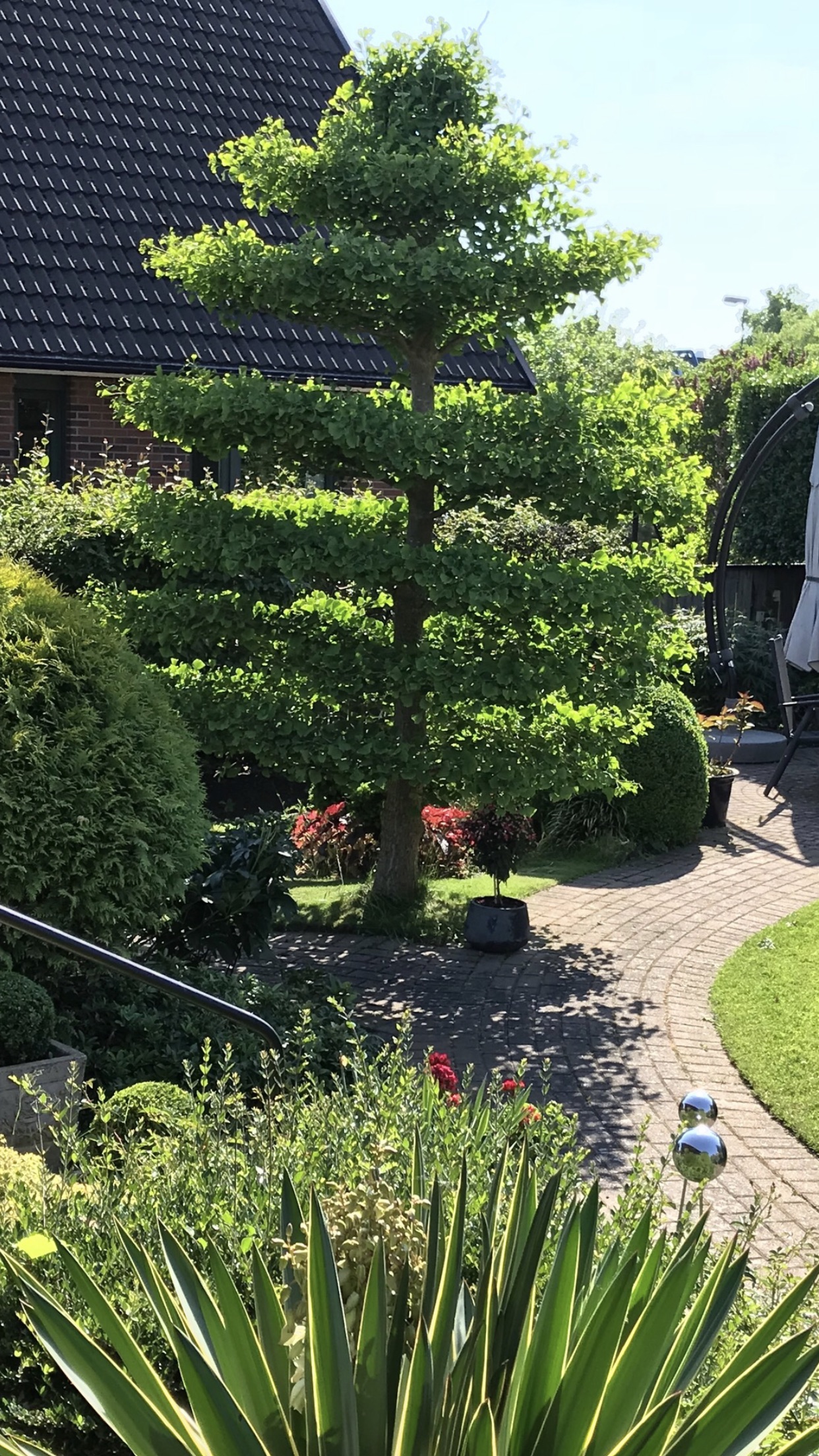 Beskärning av ett Ginko träd i våningar.