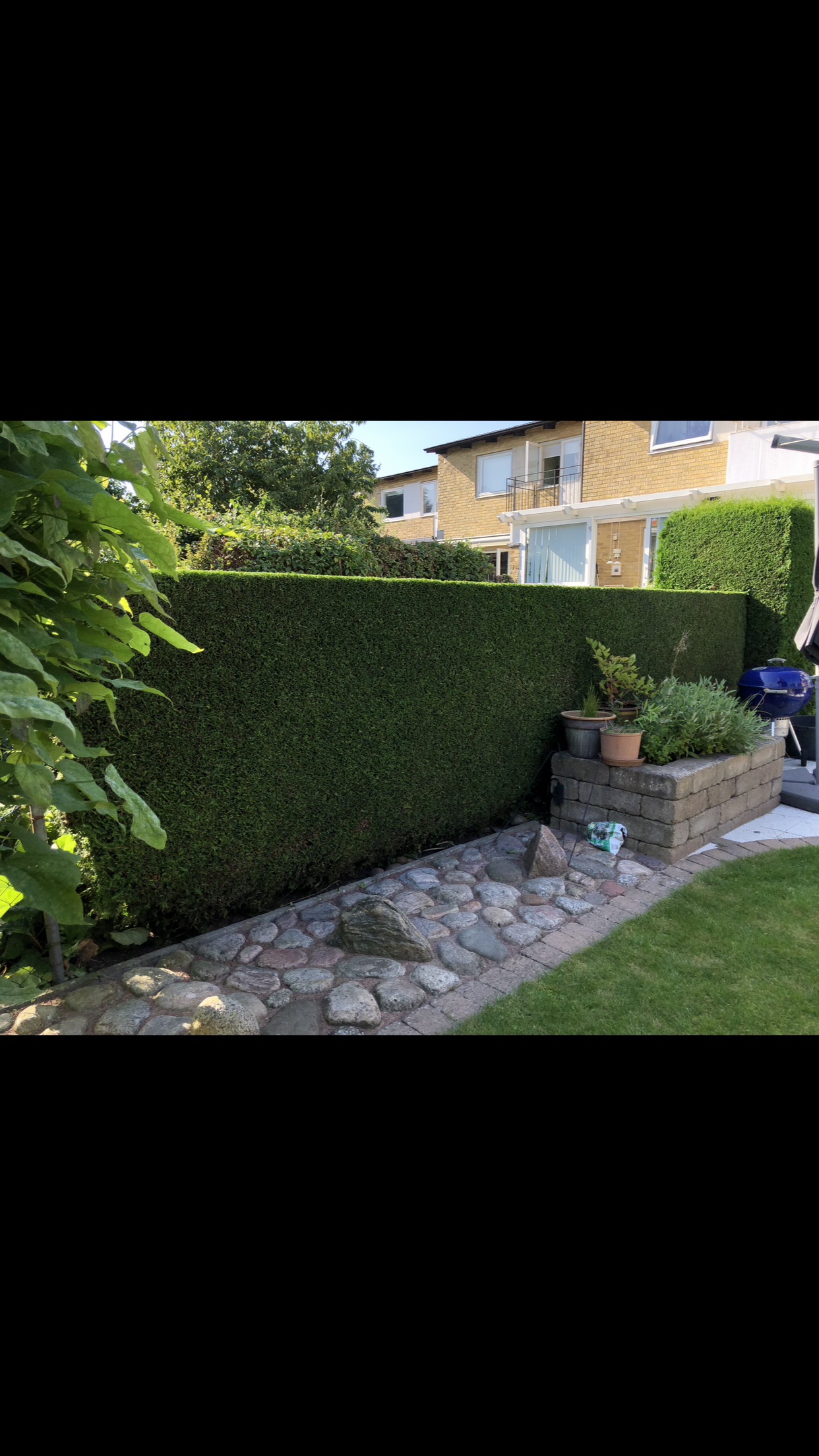 Häckklippning av en fin Thuja häck. 