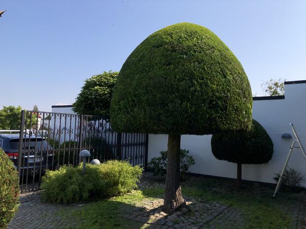 Limhamn, en jättefin tätt formklippt thuja i klotform.