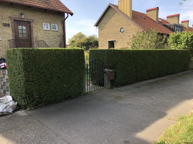 Ligusterhäck efter beskärning Limhamn
