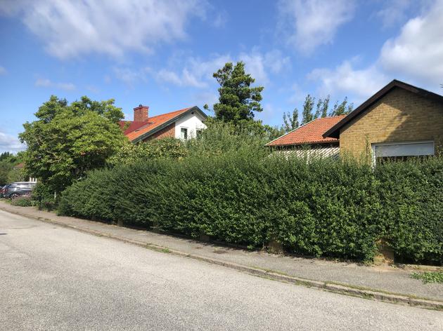 En Ligusterhäck före