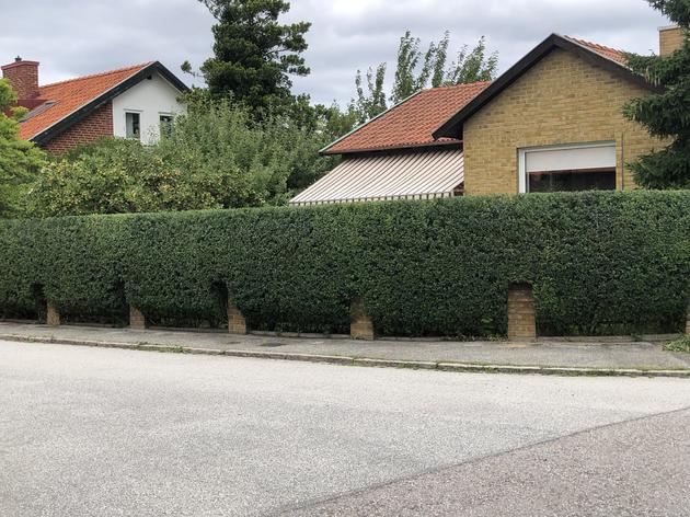 Liguster häck efter beskärning Limhamn